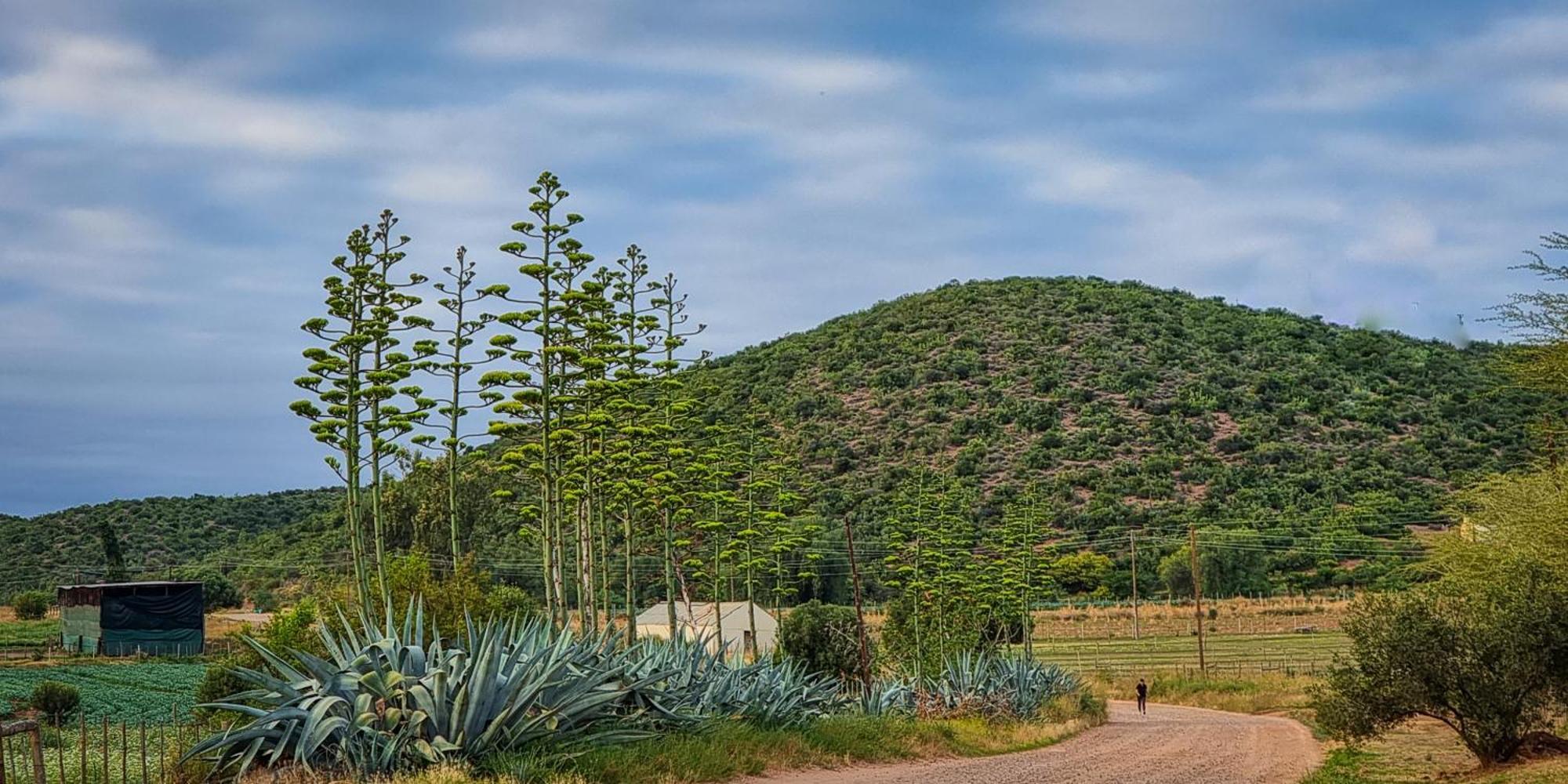Berluda Farmhouse And Cottages Oudtshoorn Exterior photo